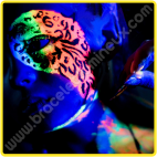 Pintura Fluorescente Corporal